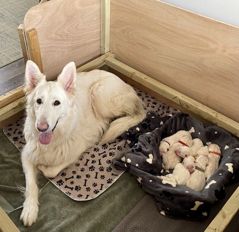Beautiful long haired white German shepherd puppies. - Image 2 of 3