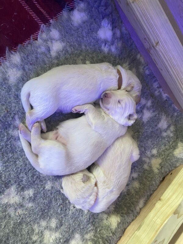 Beautiful long haired white German shepherd puppies. - Image 3 of 3