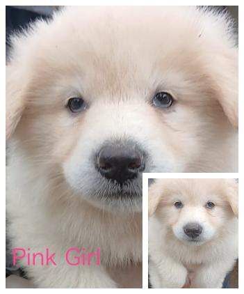 Beautiful, Loving German Shepherd Puppies - Image 2 of 3