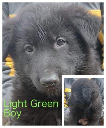 Beautiful, Loving German Shepherd Puppies - Image 3 of 3