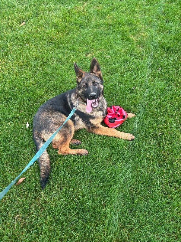 German Shepherd puppies for sale in Batley, West Yorkshire – 9 months old