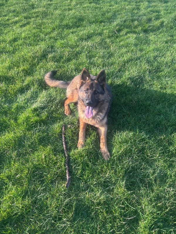 Beautiful male German Shepard 8 months - Image 2 of 3