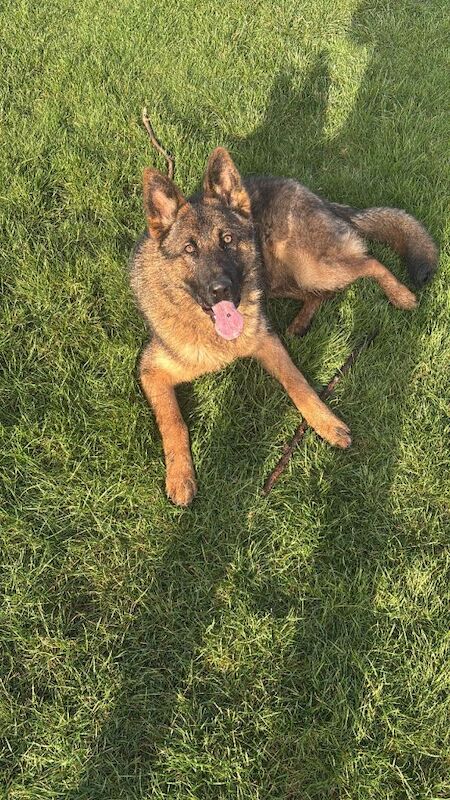 Beautiful male German Shepard 8 months - Image 3 of 3