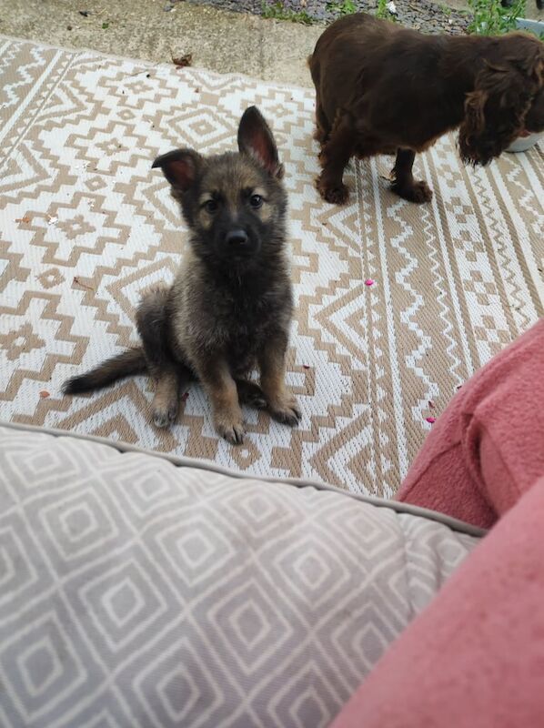 German Shepherd puppies for sale in Chichester, West Sussex – 8 weeks old