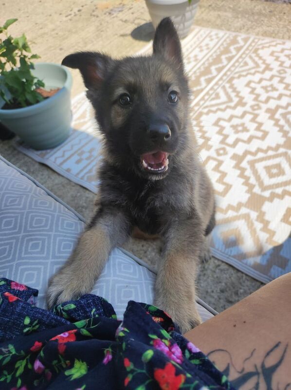 German Shepherd puppies for sale in Chichester, West Sussex – 8 weeks old - Image 2 of 3