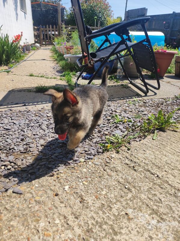 German Shepherd puppies for sale in Chichester, West Sussex – 8 weeks old - Image 3 of 3