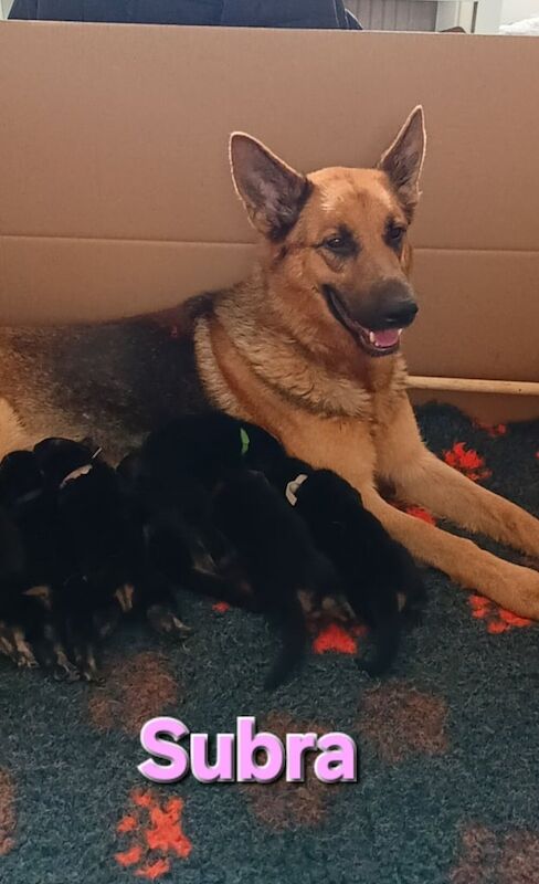 Beautiful Pure Bred German Shepherd Puppies for sale in Morecambe, Lancashire