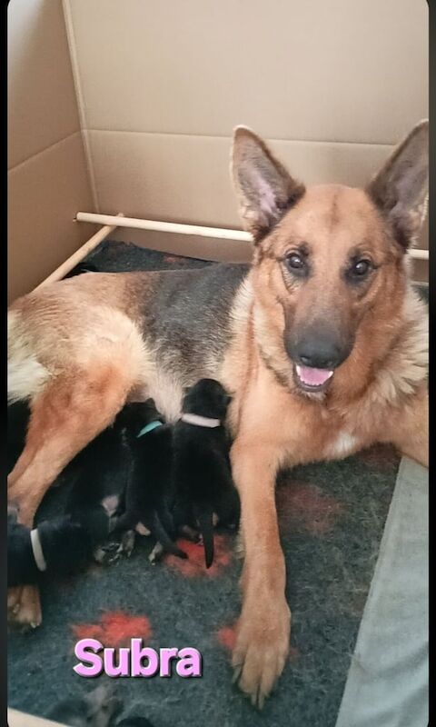 Beautiful Pure Bred German Shepherd Puppies - Image 2 of 3