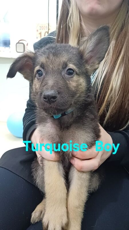 Beautiful Pure Bred German Shepherd Puppies - Image 3 of 3