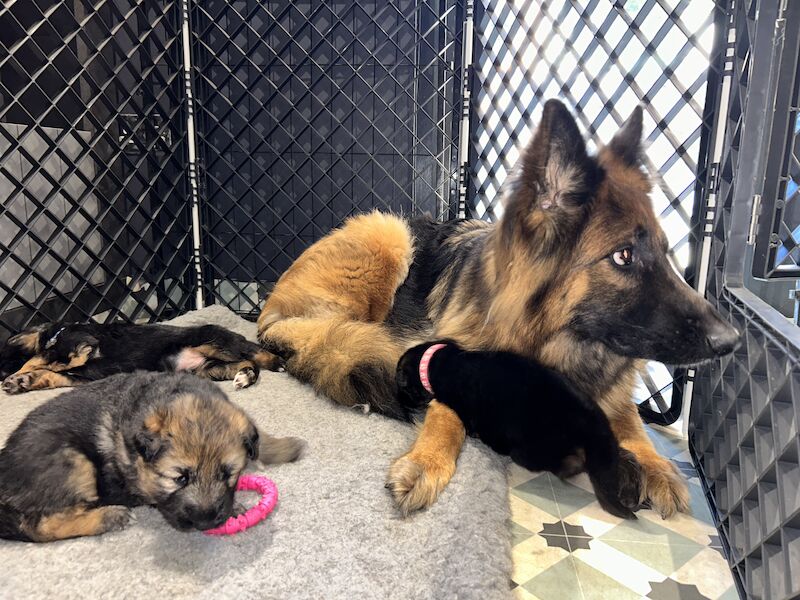 Beautiful Pure Breed German Shepherd Puppies For Sale in Cambuslang