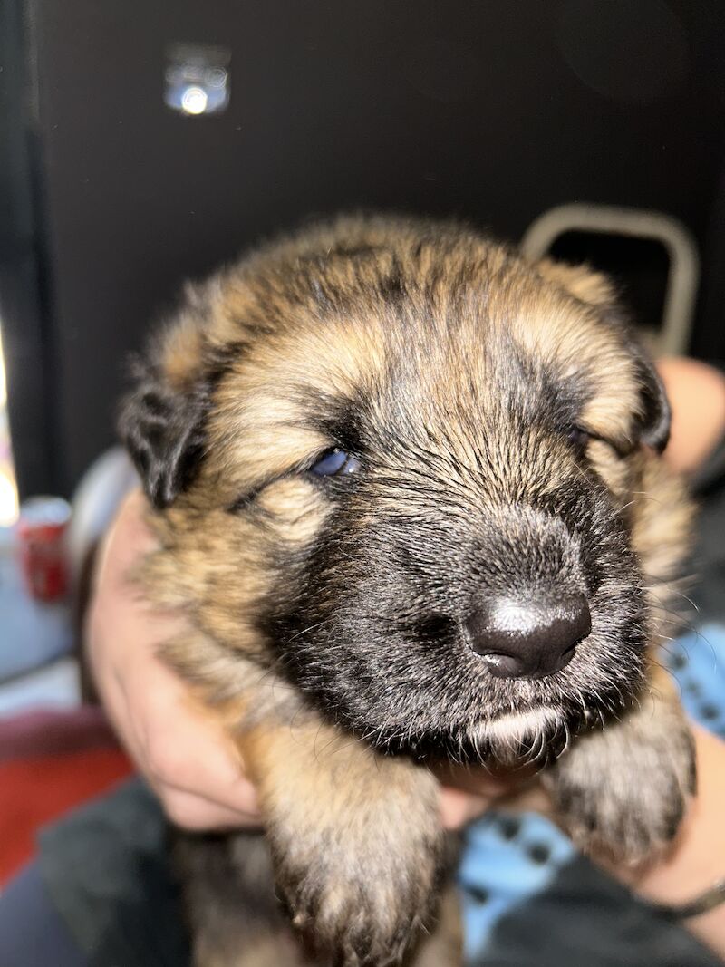 Beautiful Pure Breed German Shepherd Puppies For Sale in Cambuslang