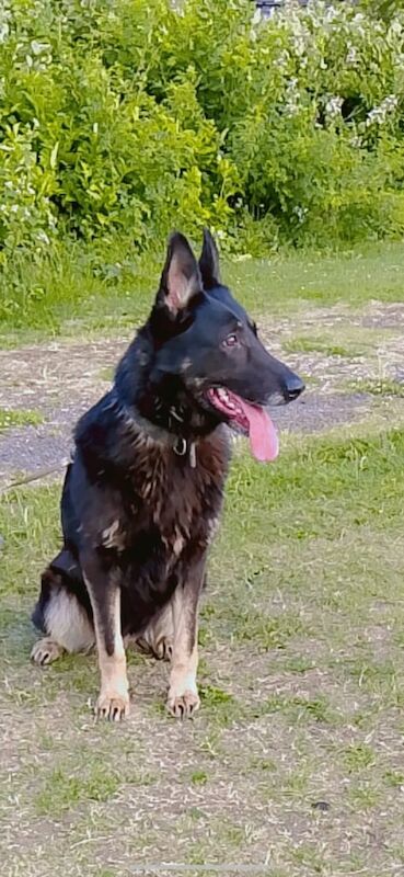 Beautiful Purebred German Shepherd – 6 Years Old – Loving Home Needed for sale in Sheffield, South Yorkshire