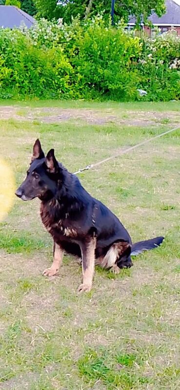 Beautiful Purebred German Shepherd – 6 Years Old – Loving Home Needed - Image 2 of 3