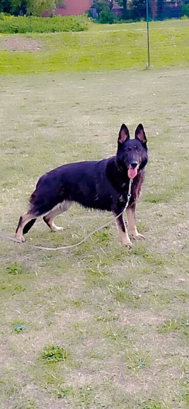 Beautiful Purebred German Shepherd – 6 Years Old – Loving Home Needed - Image 3 of 3