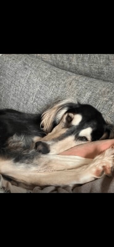 German Shepherd puppies for sale in Laindon, Essex – 1 year old - Image 3 of 3