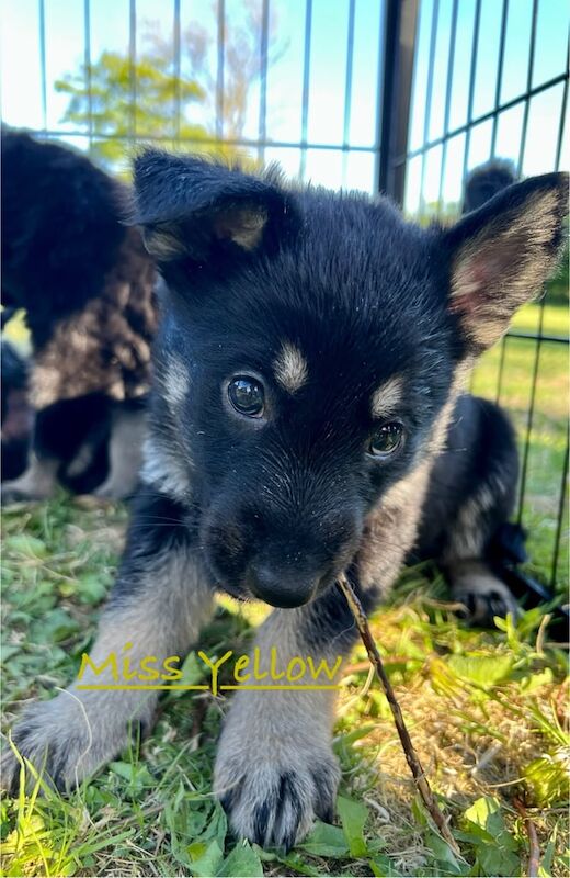 Beautiful Shepherd Puppies for sale in Ballymena, County Antrim