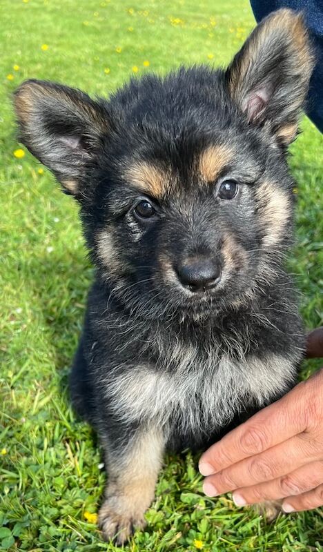 Beautiful Shepherd Puppies for sale in Ballymena, County Antrim | Image 2