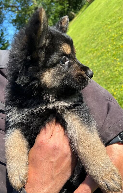 Beautiful Shepherd Puppies for sale in Ballymena, County Antrim | Image 3