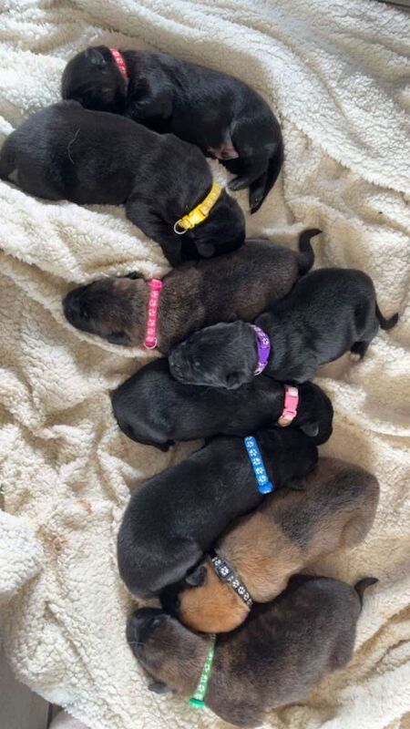 beautiful shepkita puppies