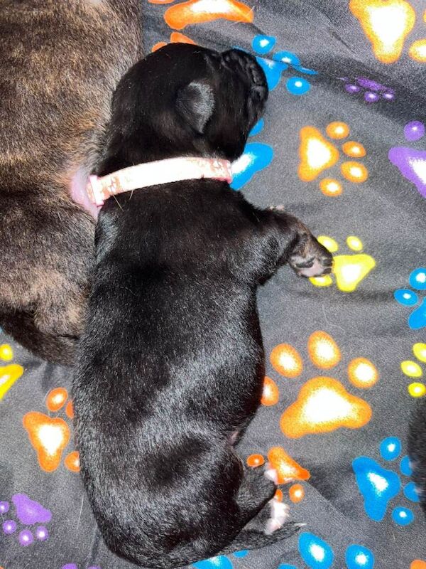 beautiful shepkita puppies - Image 3 of 5