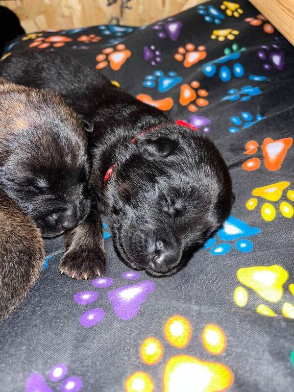 beautiful shepkita puppies - Image 4 of 5