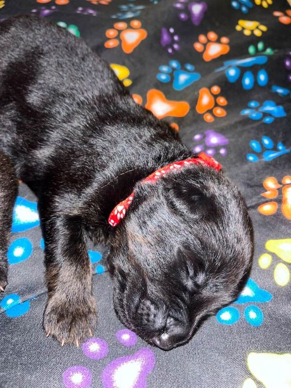 beautiful shepkita puppies - Image 5 of 5