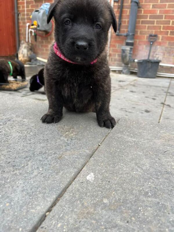 beautiful shepkita puppies