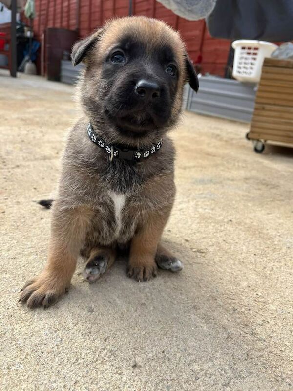 beautiful shepkita puppies - Image 2 of 3