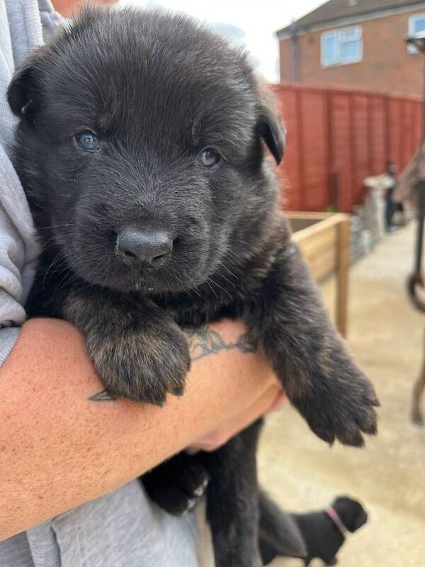 beautiful shepkita puppies - Image 3 of 3