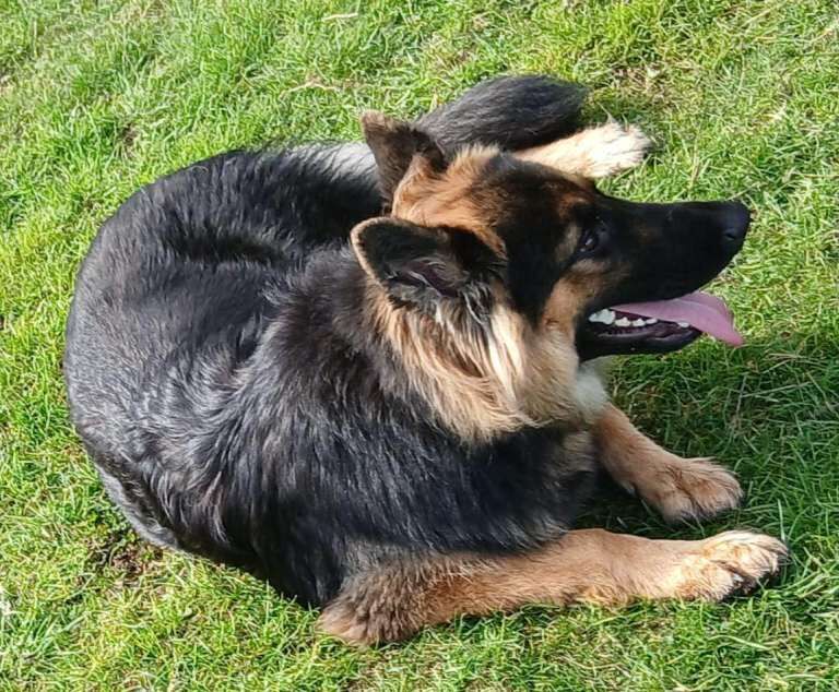 German Shepherd puppies for sale in Tyseley, West Midlands – 1 year old