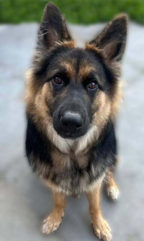 German Shepherd puppies for sale in Tyseley, West Midlands – 1 year old - Image 2 of 2