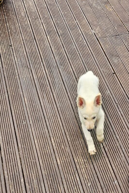 Beautiful white German shepherd puppy