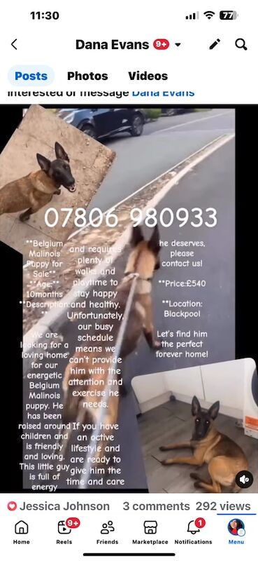 German Shepherd puppies for sale in Blackpool, Lancashire – 10 months old