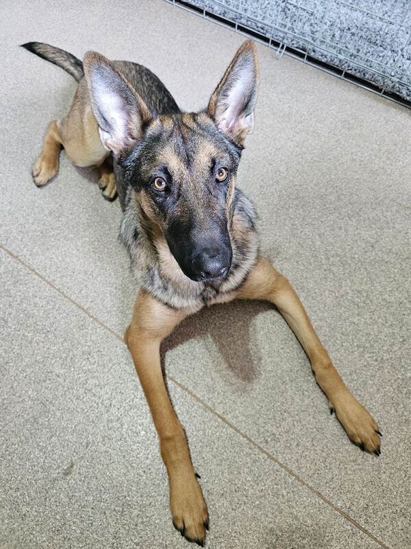German Shepherd Puppies For Sale