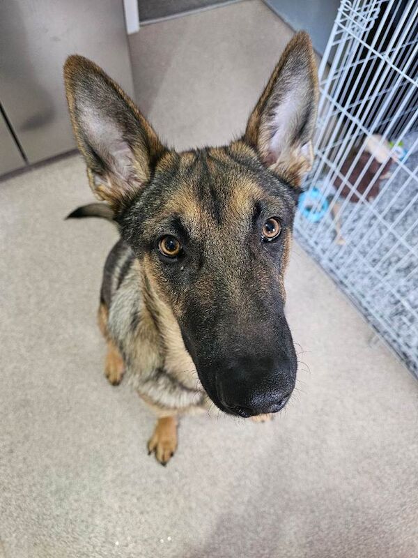 Belgian malinois cross german shephard - Image 2 of 5