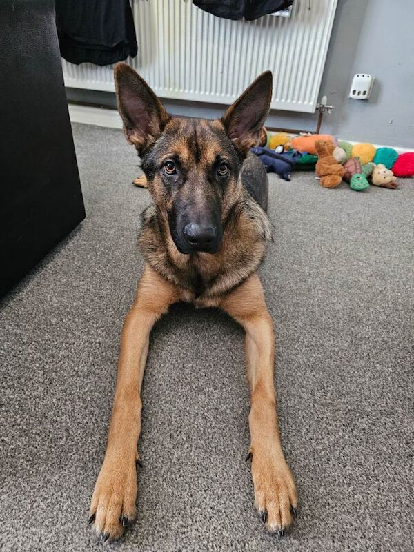 Belgian malinois cross german shephard - Image 3 of 5