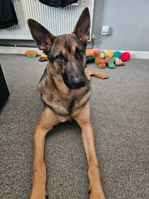 Belgian malinois cross german shephard - Image 4 of 5
