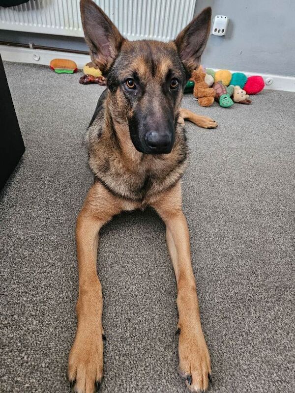 Belgian malinois cross german shephard - Image 5 of 5