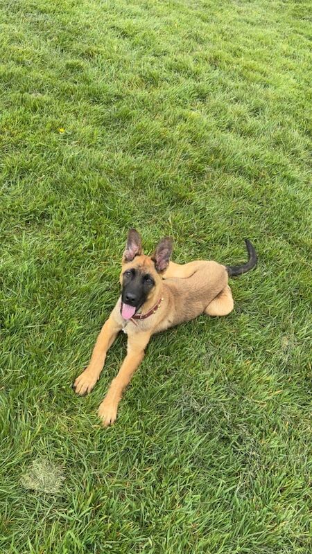 German Shepherd puppies for sale in Billesley, West Midlands – 6 months old