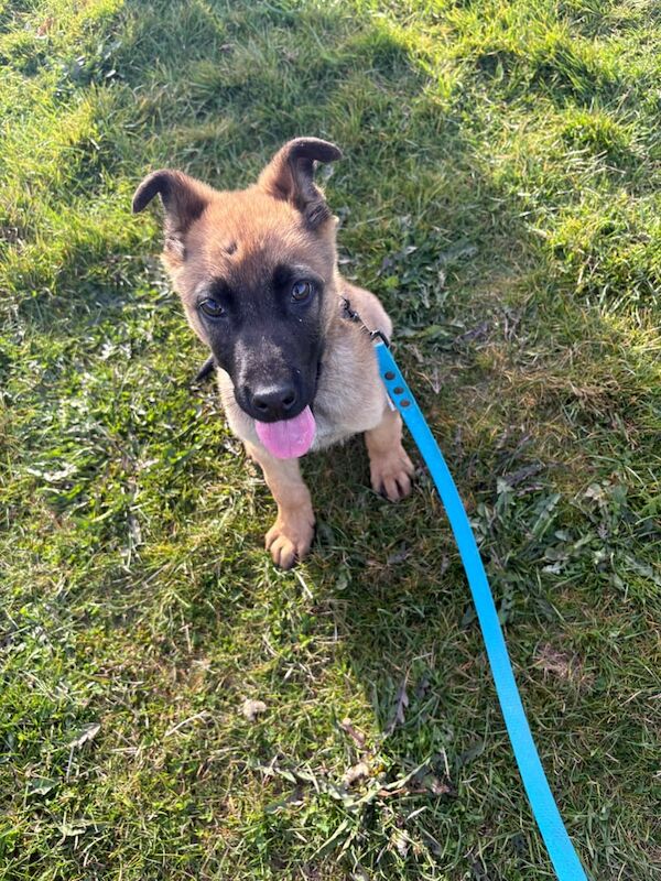 German Shepherd puppies for sale in Billesley, West Midlands – 6 months old - Image 3 of 3