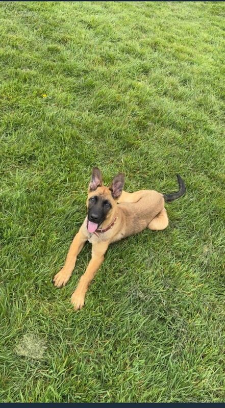 German Shepherd puppies for sale in Billesley, West Midlands – 6 months old