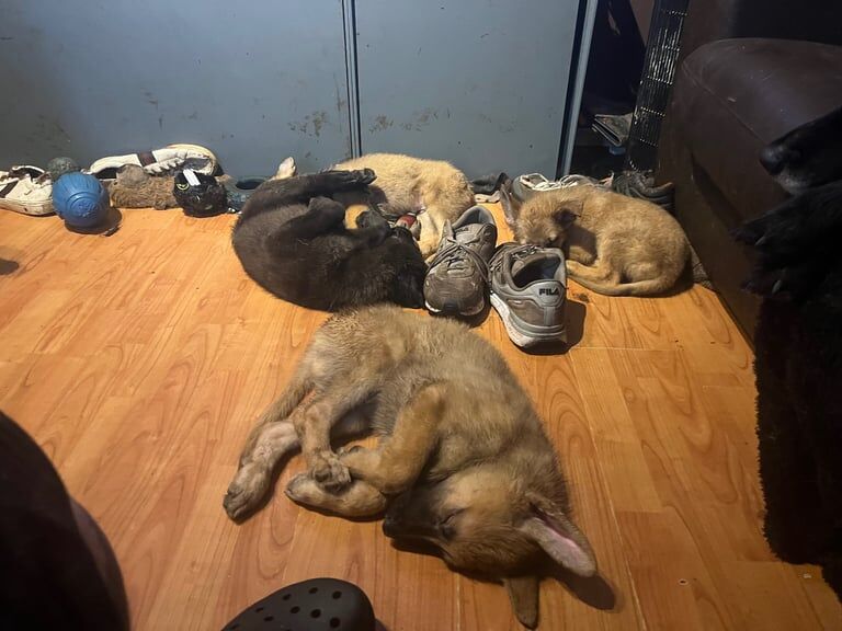 German Shepherd puppies for sale in Cockenzie and Port Seton, East Lothian – 11 weeks old