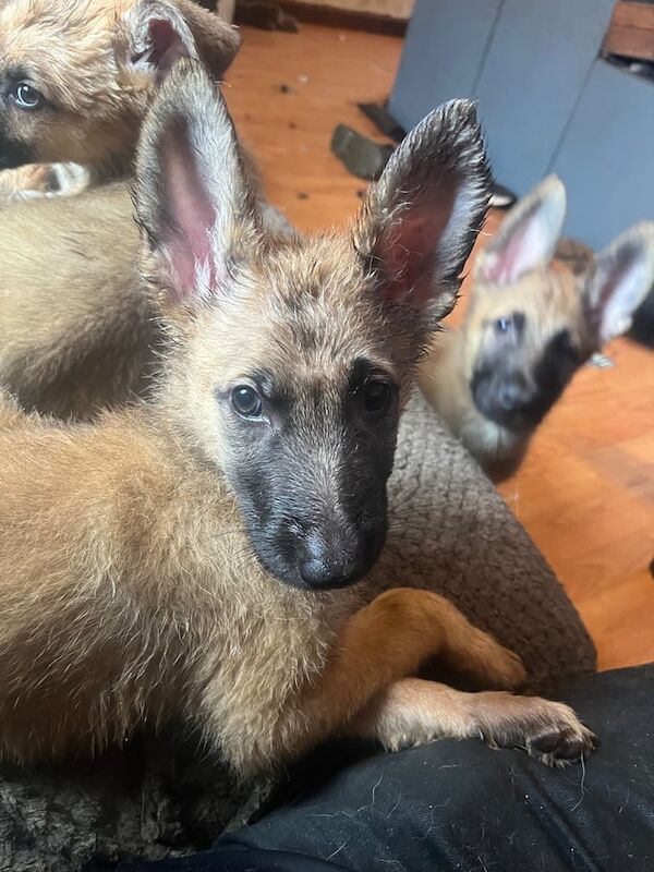 German Shepherd puppies for sale in Cockenzie and Port Seton, East Lothian – 3 months old - Image 2 of 3