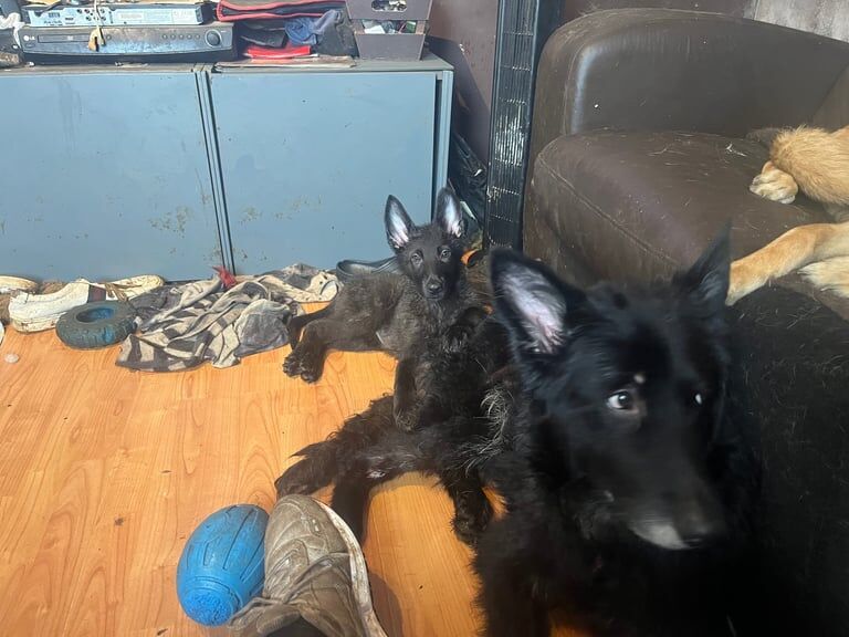 German Shepherd puppies for sale in Cockenzie and Port Seton, East Lothian – 3 months old - Image 3 of 3
