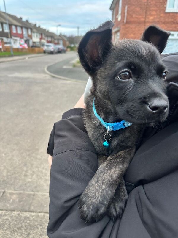 German Shepherd puppies for sale in Middlesbrough, North Yorkshire – 11 weeks old