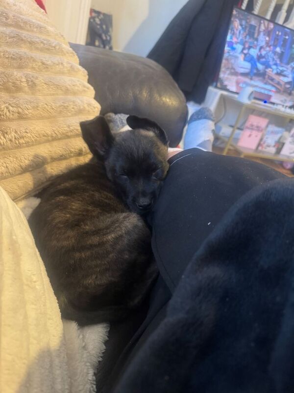 Belgium malinos x German shepherd - Image 2 of 3