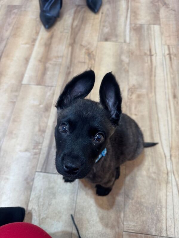 Belgium malinos x German shepherd - Image 3 of 3