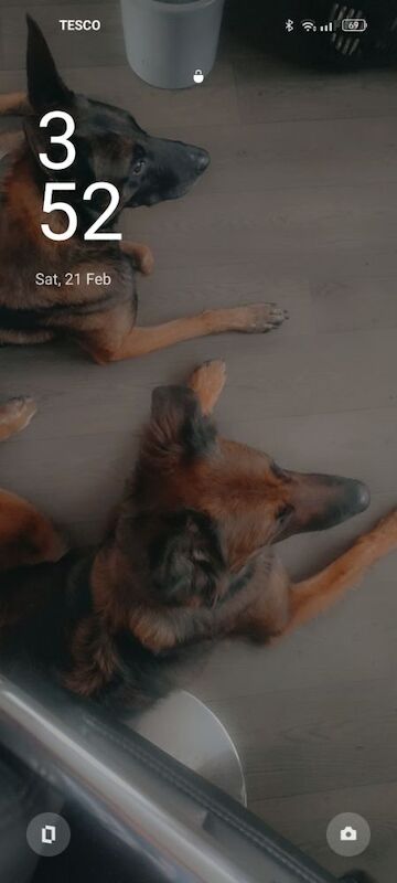 German Shepherd Puppies For Sale
