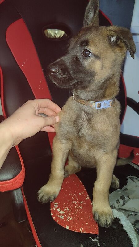 German Shepherd puppies for sale in Bradford, West Yorkshire – 10 weeks old - Image 2 of 8