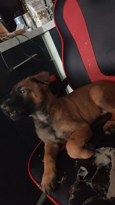 German Shepherd puppies for sale in Bradford, West Yorkshire – 10 weeks old - Image 3 of 8
